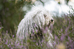 Puli