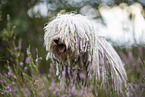 Puli