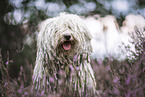 Puli