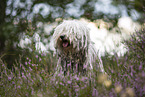 Puli