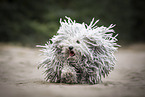 Puli
