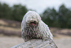 Puli