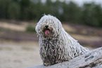 Puli