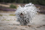 Puli