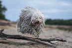 Puli