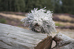 Puli