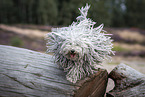 Puli