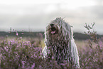 Puli