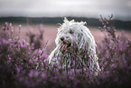 Puli