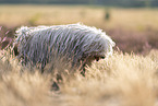 Puli
