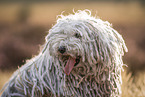 Puli