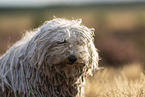Puli