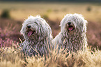 Puli