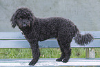 young Puli