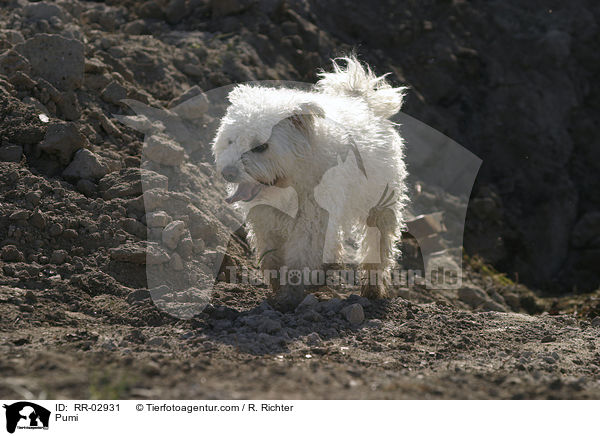 Pumi / Pumi / RR-02931