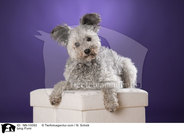liegender Pumi / lying Pumi / NN-10092