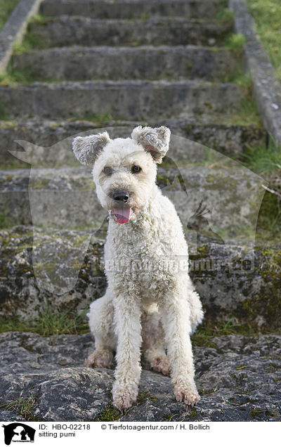 sitzender Pumi / sitting pumi / HBO-02218