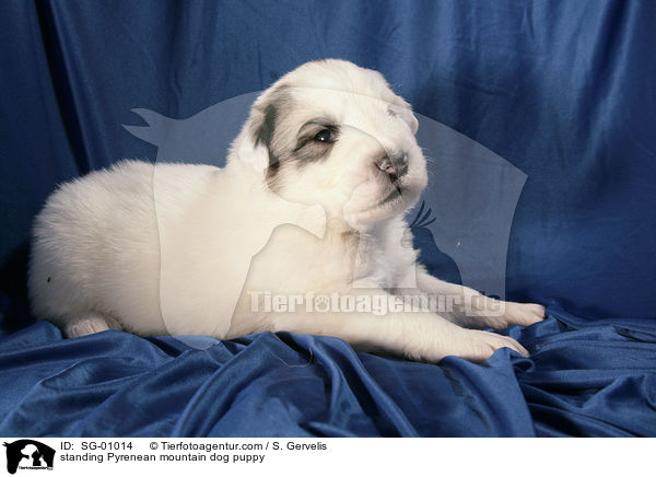 Pyrenenberghund Welpe / standing Pyrenean mountain dog puppy / SG-01014