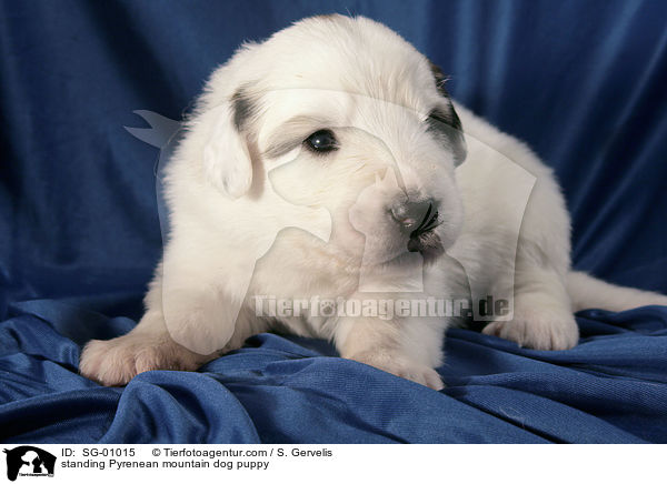 Pyrenenberghund Welpe / standing Pyrenean mountain dog puppy / SG-01015
