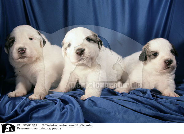 Pyrenenberghund Welpe / Pyrenean mountain dog puppy / SG-01017
