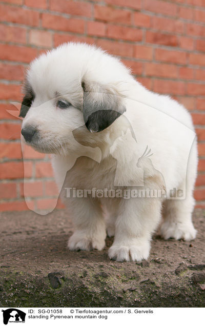 stehender Pyrenenberghund / standing Pyrenean mountain dog / SG-01058