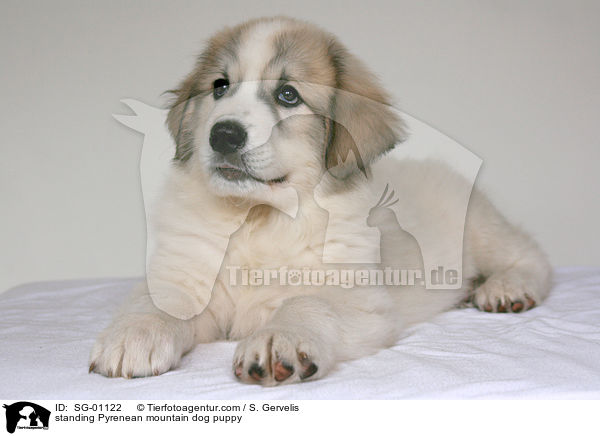 Pyrenenberghund Welpe / standing Pyrenean mountain dog puppy / SG-01122