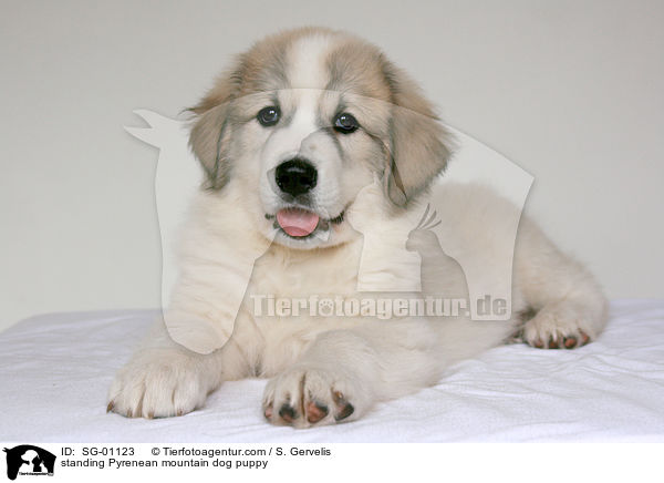 Pyrenenberghund Welpe / standing Pyrenean mountain dog puppy / SG-01123