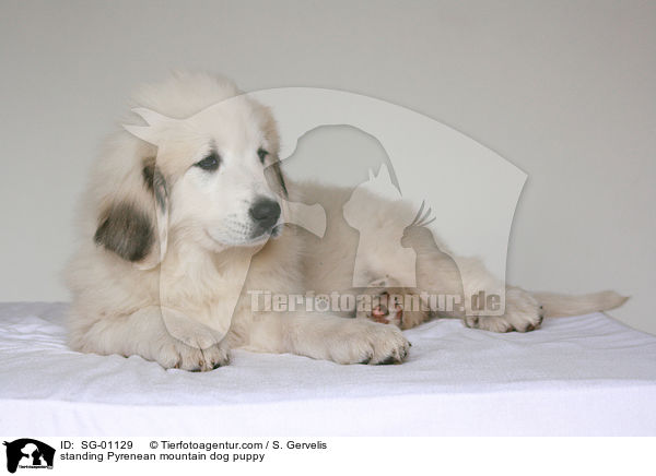 Pyrenenberghund Welpe / standing Pyrenean mountain dog puppy / SG-01129