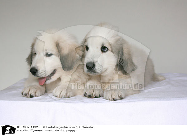 Pyrenenberghund Welpe / standing Pyrenean mountain dog puppy / SG-01132