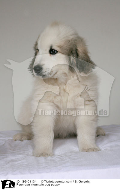 Pyrenenberghund Welpe / Pyrenean mountain dog puppy / SG-01134