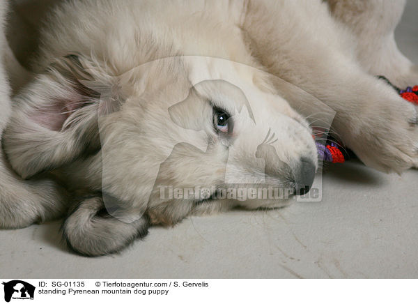Pyrenenberghund Welpe / standing Pyrenean mountain dog puppy / SG-01135