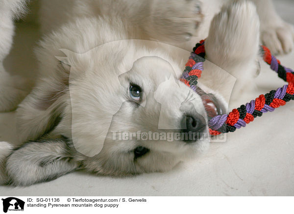 Pyrenenberghund Welpe / standing Pyrenean mountain dog puppy / SG-01136