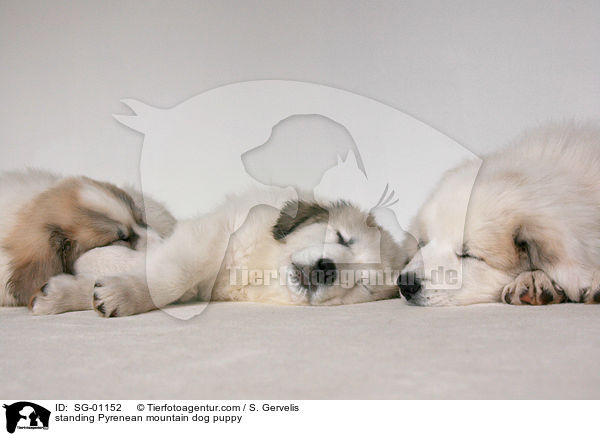 Pyrenenberghund Welpe / standing Pyrenean mountain dog puppy / SG-01152
