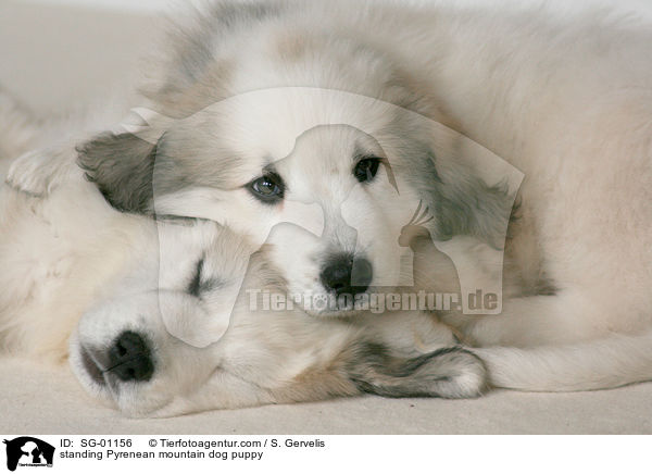 Pyrenenberghund Welpe / standing Pyrenean mountain dog puppy / SG-01156