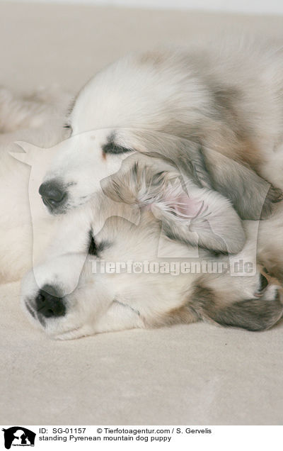Pyrenenberghund Welpe / standing Pyrenean mountain dog puppy / SG-01157