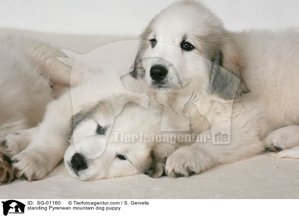 Pyrenenberghund Welpe / standing Pyrenean mountain dog puppy / SG-01160
