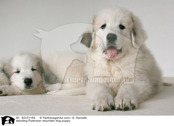 Pyrenenberghund Welpe / standing Pyrenean mountain dog puppy / SG-01162