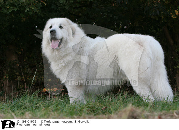 Pyrenenberghund auf Wiese / Pyrenean mountain dog / SG-01692