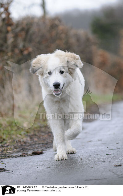 young Pyrenean mountain dog / AP-07417