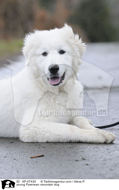 junger Pyrenenberghund / young Pyrenean mountain dog / AP-07420