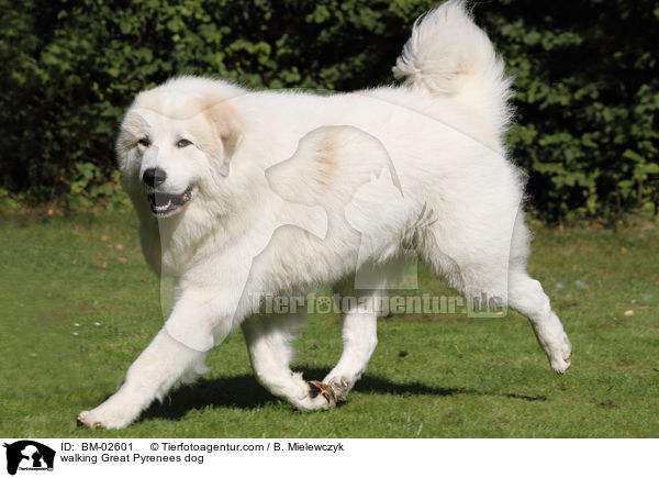 walking Great Pyrenees dog / BM-02601