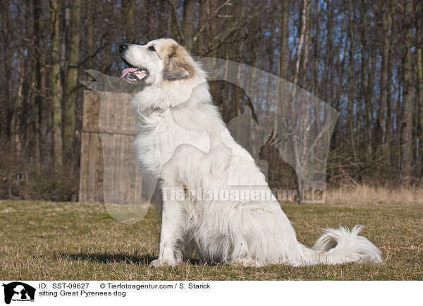 sitzender Pyrenenberghund / sitting Great Pyrenees dog / SST-09627