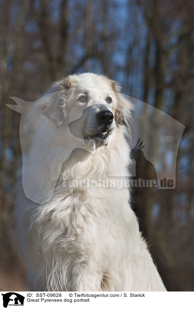 Pyrenenberghund Portrait / Great Pyrenees dog portrait / SST-09628
