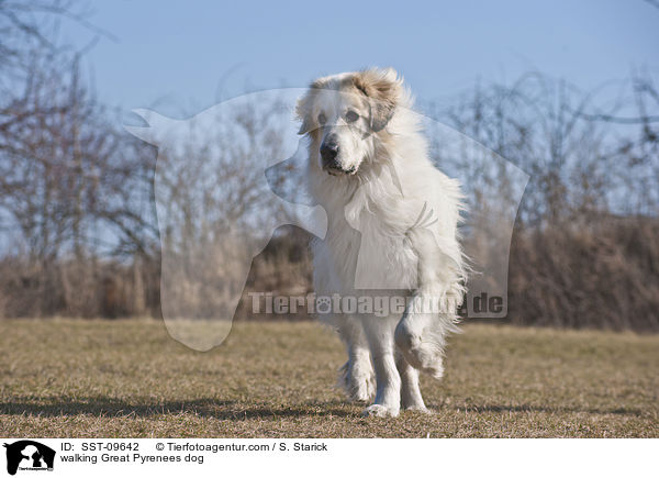 laufender Pyrenenberghund / walking Great Pyrenees dog / SST-09642