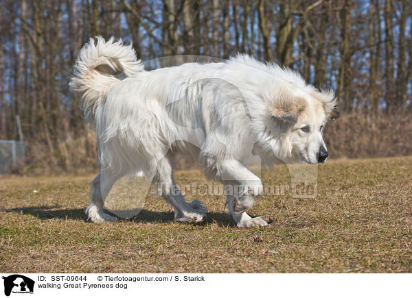 walking Great Pyrenees dog / SST-09644