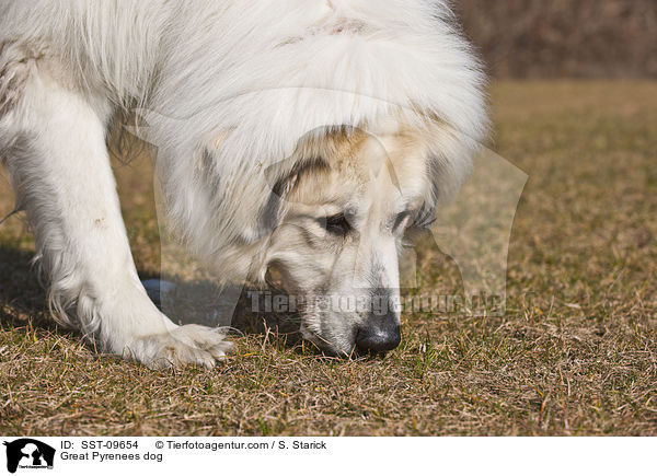 Pyrenenberghund / Great Pyrenees dog / SST-09654