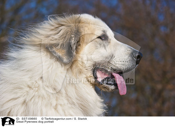 Pyrenenberghund Portrait / Great Pyrenees dog portrait / SST-09660