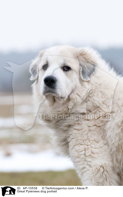 Pyrenenberghund Portrait / Great Pyrenees dog portrait / AP-10538