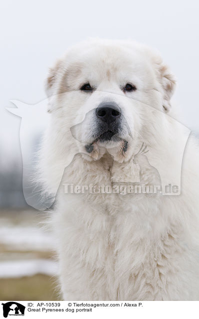 Pyrenenberghund Portrait / Great Pyrenees dog portrait / AP-10539