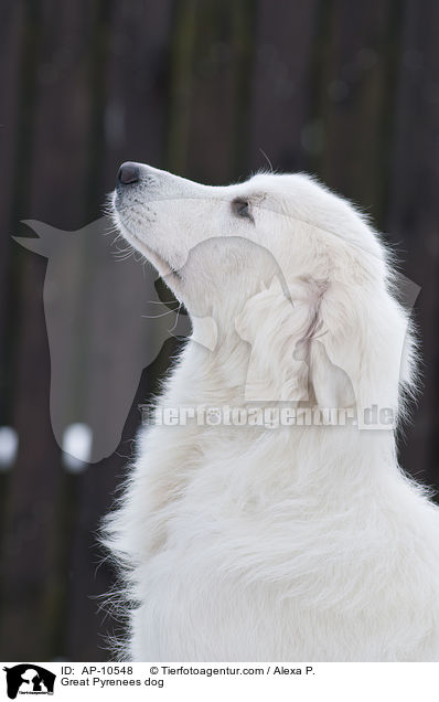 Pyrenenberghund / Great Pyrenees dog / AP-10548